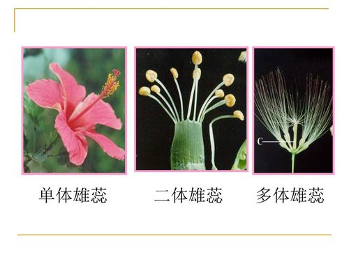 (莲),花瓣 状(美人蕉)或消失的(栀子) 长短:一般等长,也有四强或二强