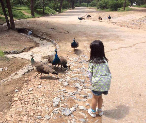 【自营 鸟巢水立方散团 亲近自然】北京八达岭野生动物园 八达岭长城