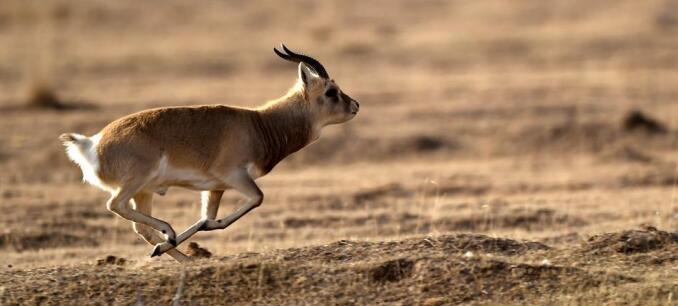 玉林野生动物生态摄影