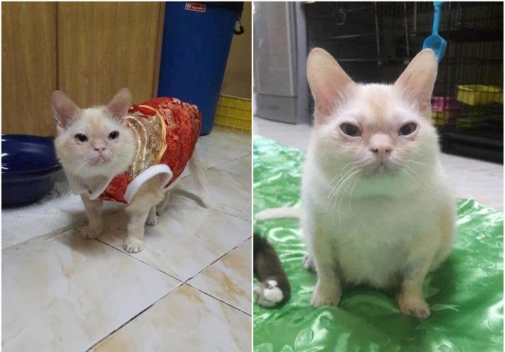 铲屎官说自家猫咪丑爆了!网友爆笑:鼠里鼠气的,全世界