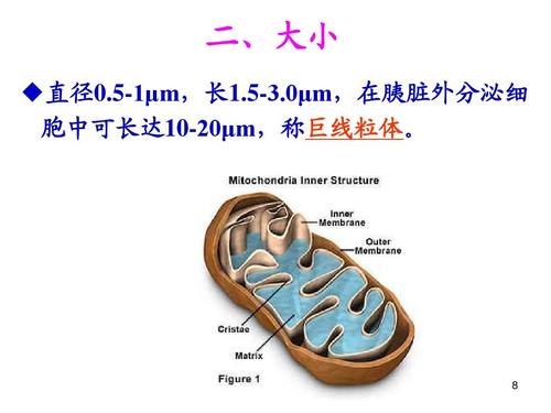 04章 医学细胞生物学--线粒体ppt