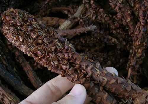 肉苁蓉和草苁蓉的区别 肉苁蓉和草苁蓉哪种好