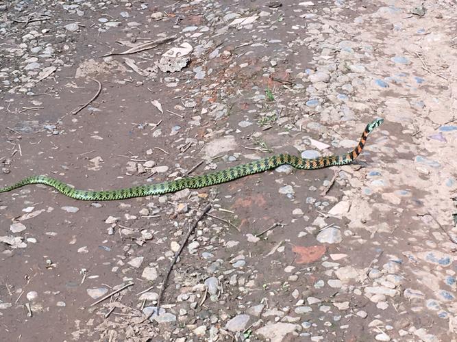 这是什么蛇 四川成都附近看见的