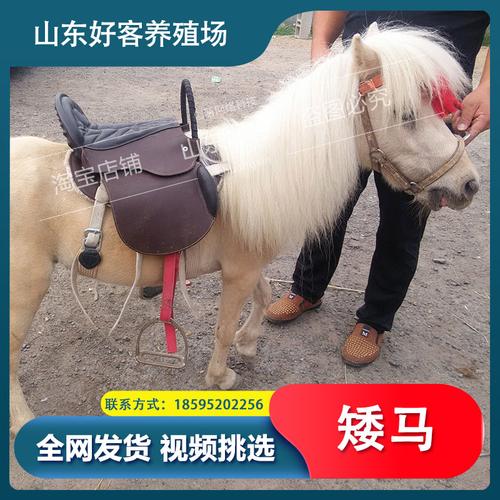 矮马幼马迷你小矮马儿童特兰活物儿童骑乘马宠物畜牧
