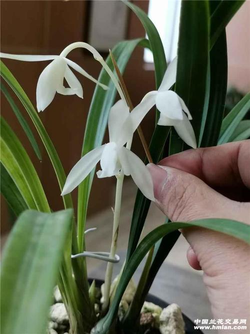 别花冤枉钱去买假无尘!-建兰篇-中国兰花交易网社区