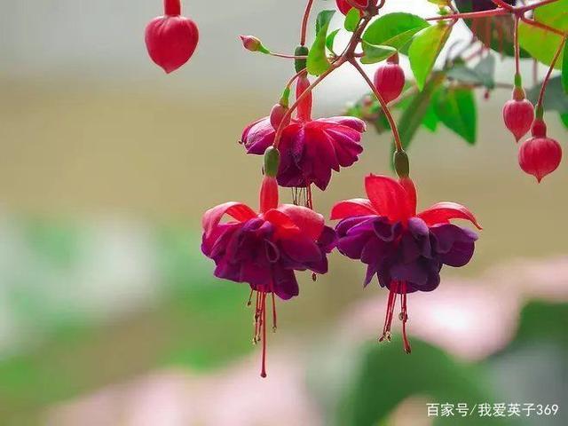 灯楼花
