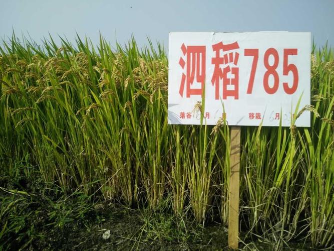 扬州市春江花都农资公司2017年春季水稻品种介绍