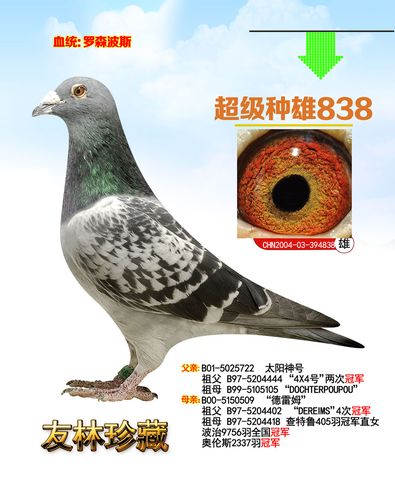 超级种雄838_山西友林鸽业_ ag188.com爱鸽商城_中国信鸽信息网