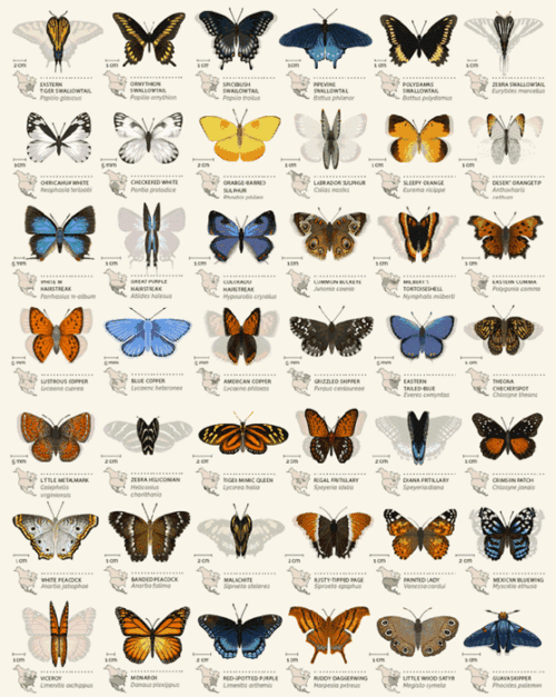 同的人文风物体验 这里是蝴蝶的大观园 凤蝶科:红授绿凤蝶,巴黎翠凤蝶