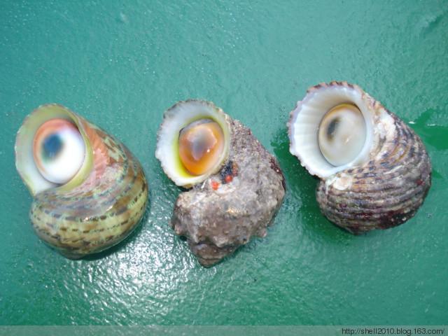 猫眼蝾螺,金口蝾螺,银口蝾螺三种蝾螺,根据螺的特征很容易区分,但