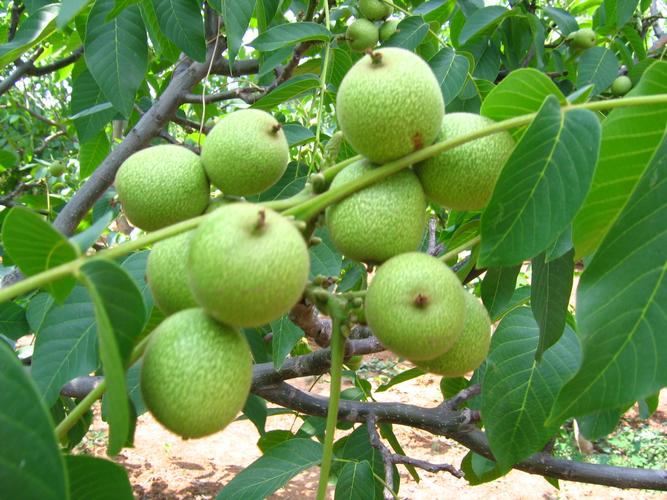 【今日农汇1230】加快转变农业发展方式促进一二三次产业融合发展