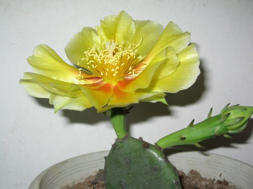 仙人掌开花了