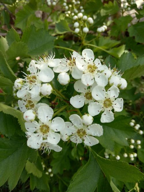 山楂花 