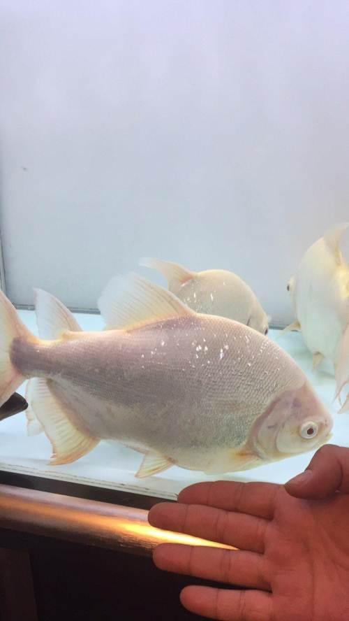 白化银板白菜价出售