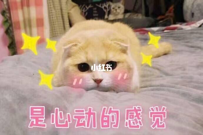可爱到爆的猫咪表情包赶紧get拿去发给你的那个他她,让她他更爱你一