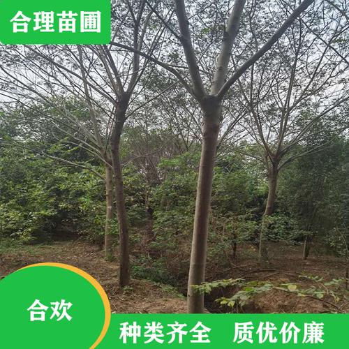 合欢树 丛生合欢树 合欢小苗 基地批发