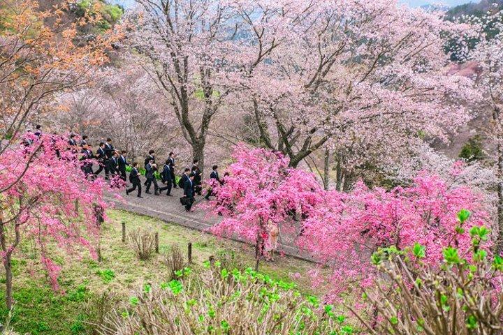 萌萌哒的小鹿是我的心头好,吉野山万株樱花盛放的美景也让我期待.