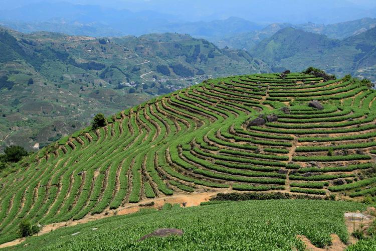 安溪茶山(感德高坪头)