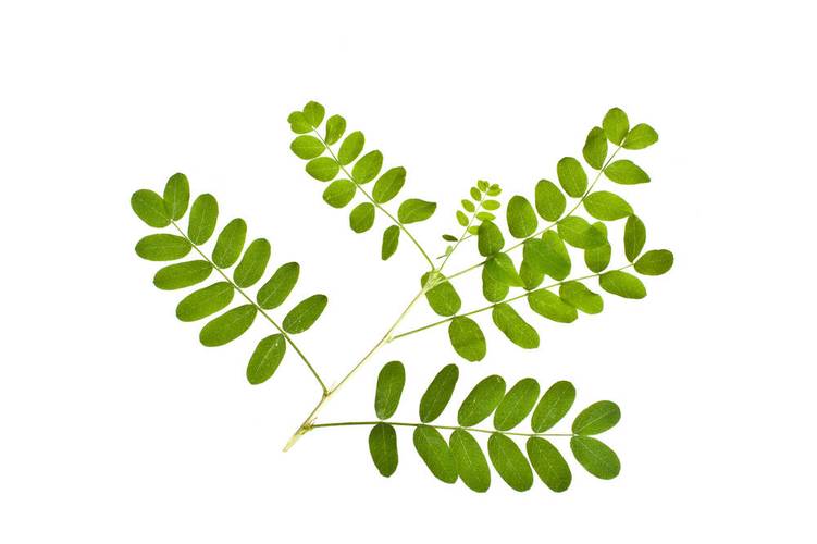 刺槐图片_刺槐图片大全_刺槐图片素材