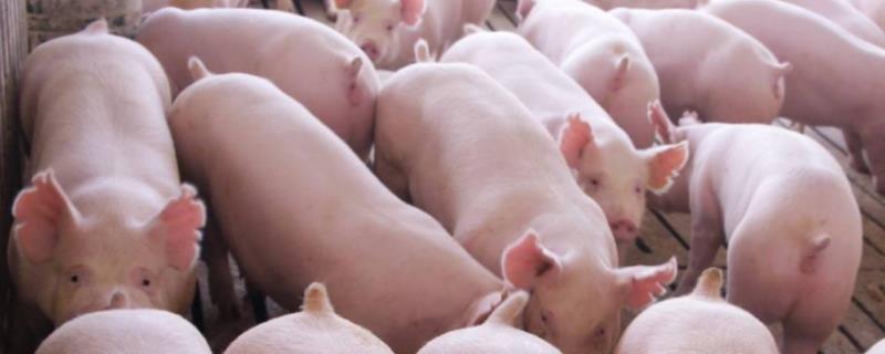 一群猪咬一头猪什么情况如何制止