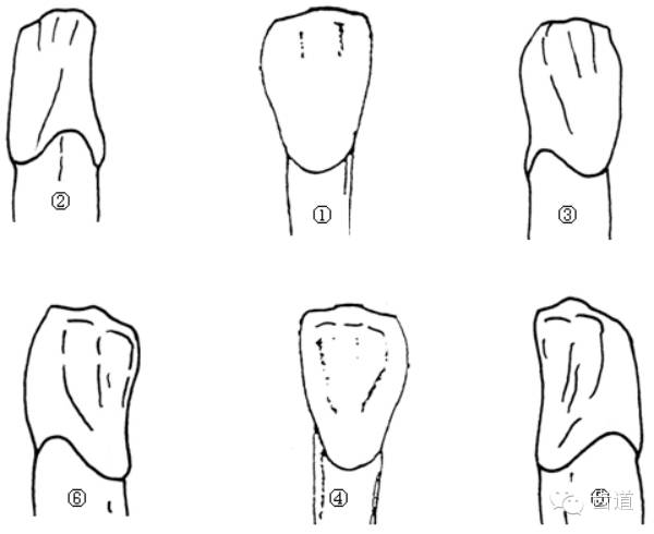 3.从切缘看,切缘从近中唇侧开始向远中舌侧走行.