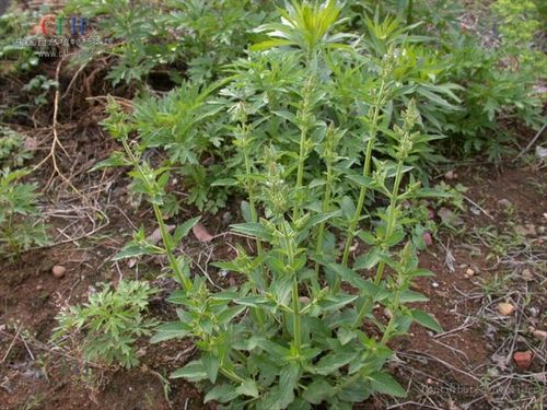 09:30        被转藏 : 1转藏到我的文章库民间草药----荔枝草【别名