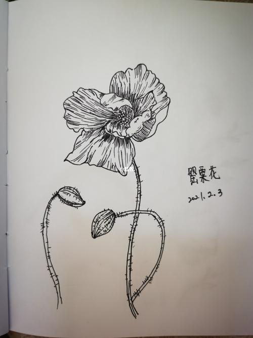 第118天--罂粟花_绘画_文化_绘画