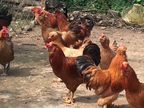 毛腿凤头鸡!个大肉肥,纯粮食喂养,均为今年小鸡!且有纯正土鸡蛋!