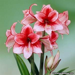 荷兰花园艺 荷兰进口朱顶红种球 新球现货 单瓣多花 魅力四射