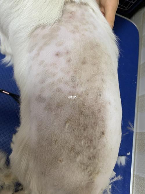 狗狗真菌77螨虫混合型皮肤病_药膏_皮肤病_狗狗_螨虫_维克怎么样