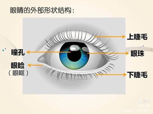 老师带我们认识眼睛的构造.