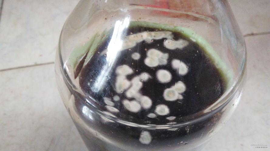 红茶菌怎么啦?-山东菏泽牡丹鸽舍-中信网各地鸽舍