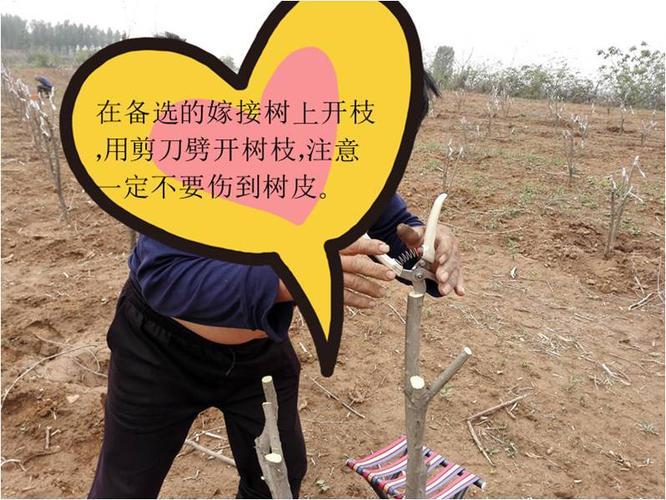 石榴树嫁接技术图解