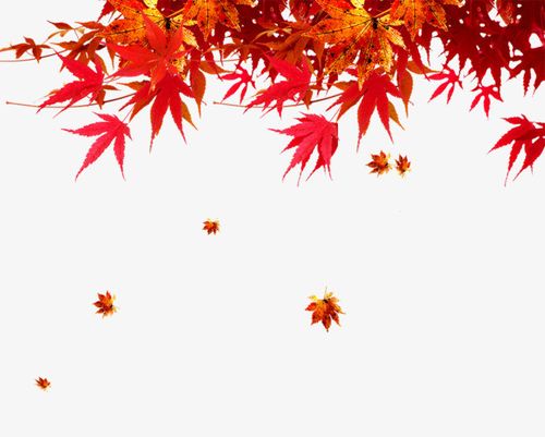搜图中国提供独家原创金红枫叶下载,此素材图片已被下载80次,被收藏21