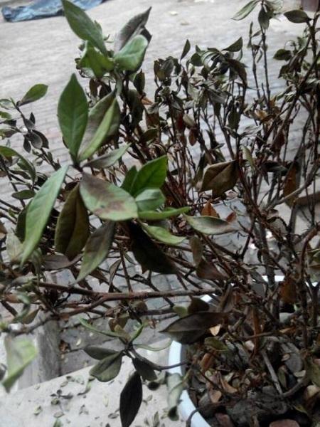 栀子花叶子发黑怎么办