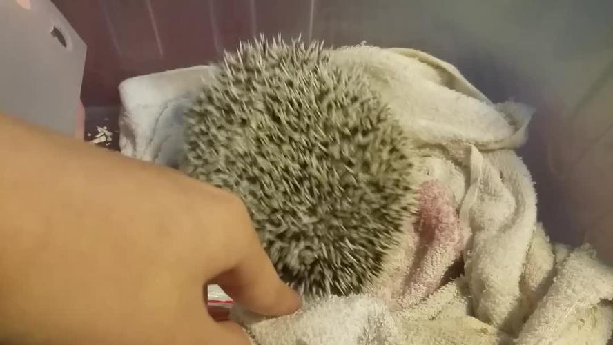 科普向刺猬睡姿解读