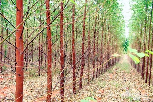 野蛮发展时代已过,桉树种植必须这样做|人工林|扩种