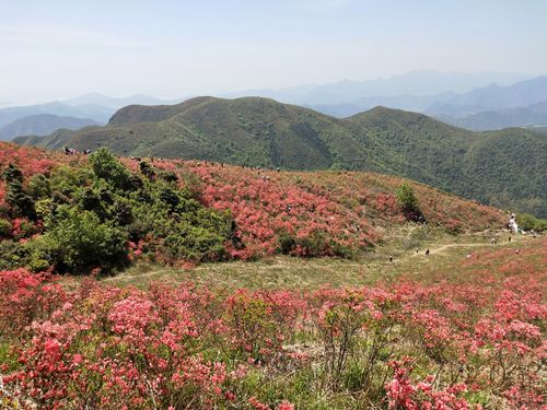60人一起太湖山尖赏杜鹃花