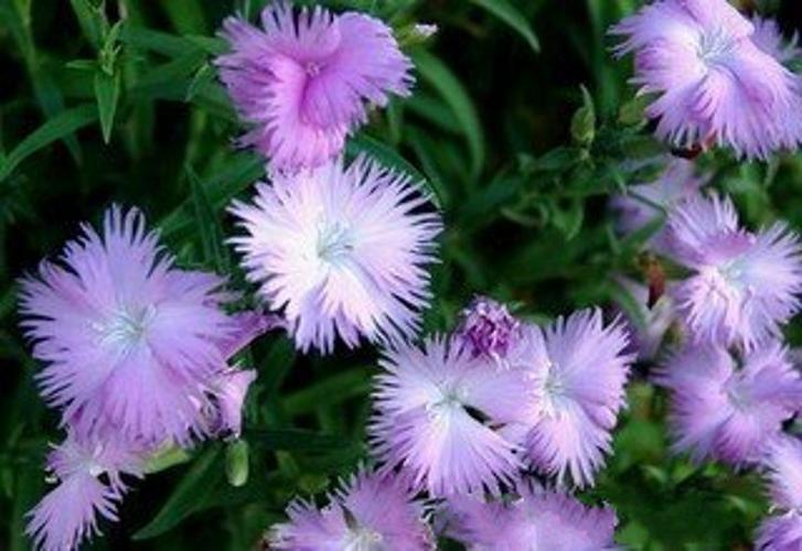 嘉天生物,瞿麦提取物 渗湿利尿