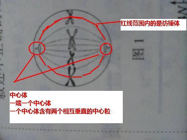 这个细胞能看到中心体吗 注意是中心体不是纺锤体 从图中看出不考虑