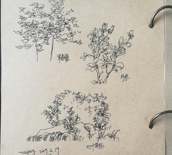 继续临摹夏克梁老师的植物 ,灌木和景石的搭配 ,大灌木丛.