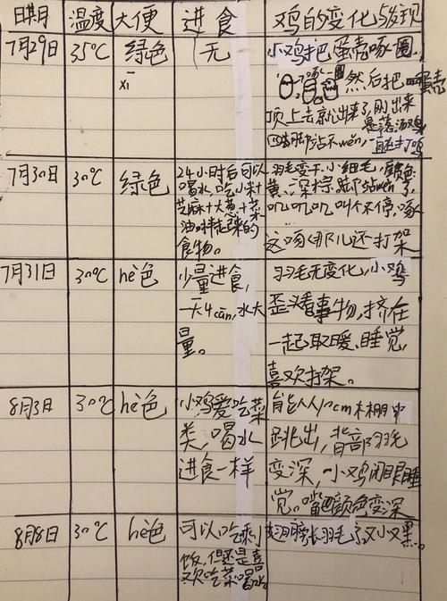 记小鸡孵化过程及成长