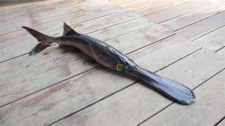 俺抓了条鸭嘴鱼.