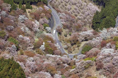 漫山遍野粉色海洋 俯瞰日本奈良吉野山樱花盛放