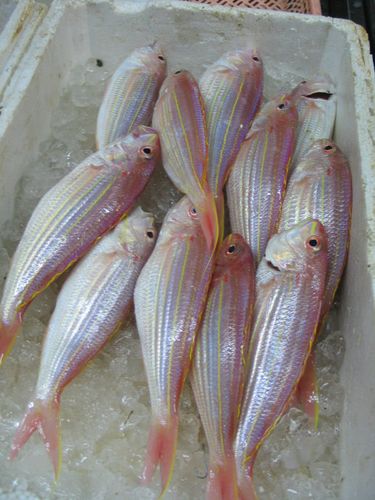 中文学名:金线鱼 中文别名:红姑鱼 英文名:nemipteridae