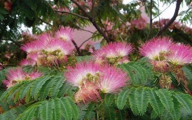 路旁那棵绒线花树