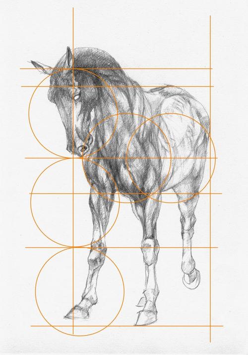 马的结构和肌肉