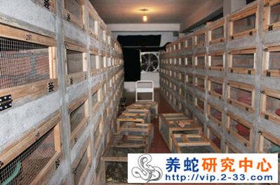 养蛇方式室内蛇箱养蛇