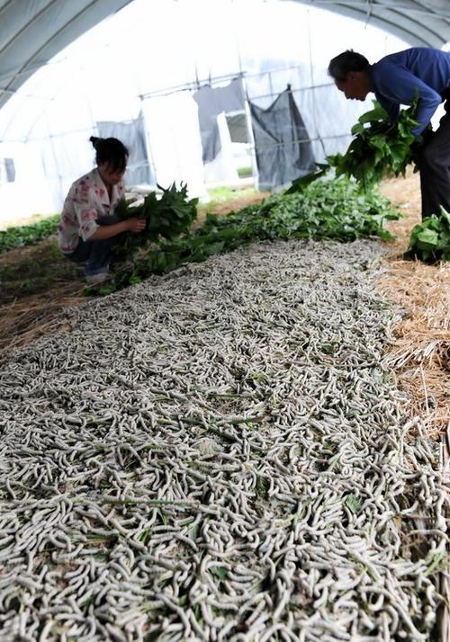 【浙江嘉兴】大棚养蚕,时光倒流三十年