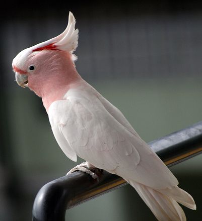 target="_blank" href="/item/凤头鹦鹉科/10423215" data-lemmaid="